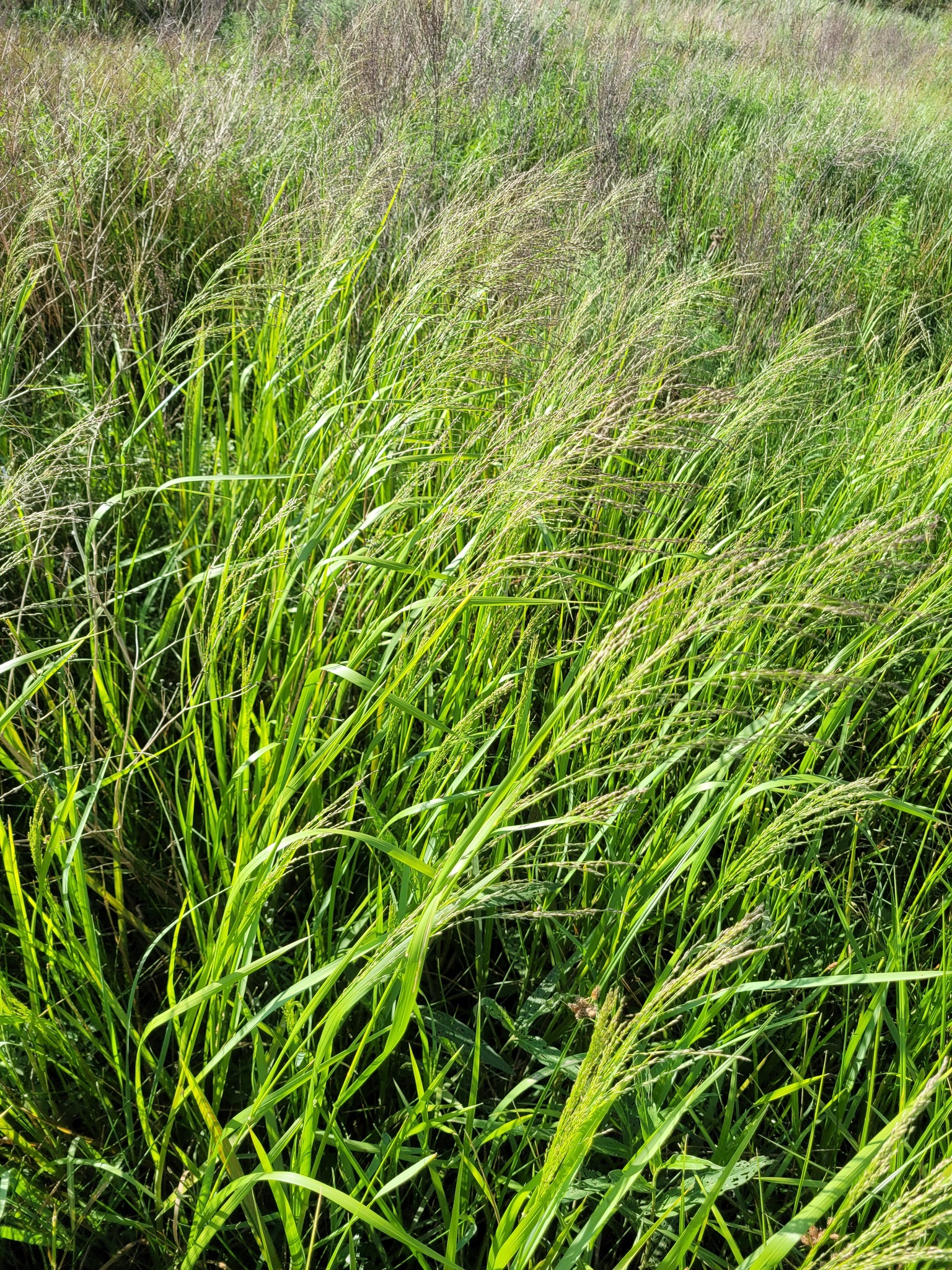 Glyceria arundinacea