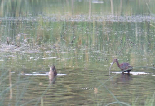 White-faced Ibis photographed in South Dakota