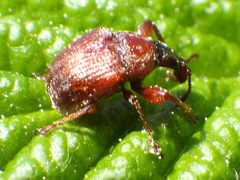 Himatolabus pubescens