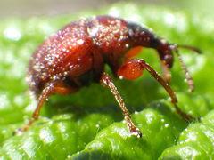 Himatolabus pubescens