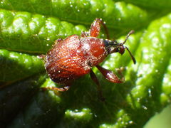 Himatolabus pubescens