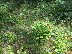 Frasera caroliniensis