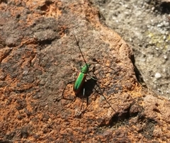 Chrysoprasis aurigena