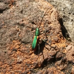 Chrysoprasis aurigena