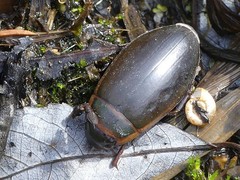 Dytiscus cordieri