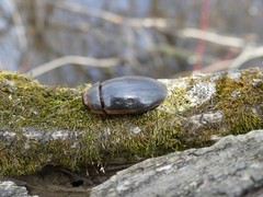 Dytiscus cordieri