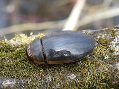 Dytiscus cordieri