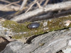 Dytiscus cordieri