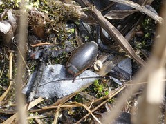 Dytiscus cordieri