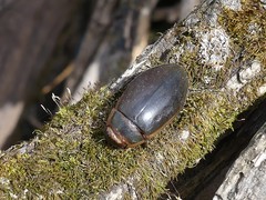 Dytiscus cordieri