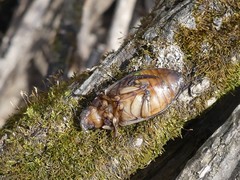 Dytiscus cordieri