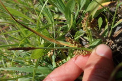 Carex saliniformis