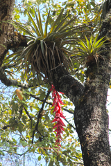 Tillandsia violacea