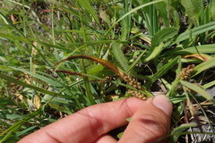 Carex saliniformis