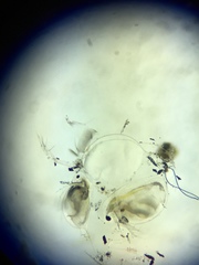 Daphnia catawba