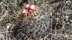 Coryphantha clavata stipitata