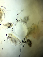 Daphnia catawba