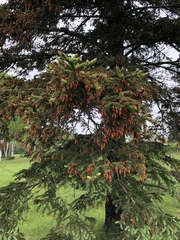 Picea glauca glauca
