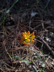 Triteleia lemmoniae