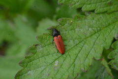 Ampedus cinnaberinus