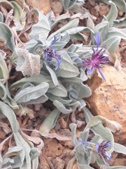 Centaurea axillaris