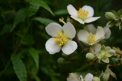 Philadelphus mexicanus