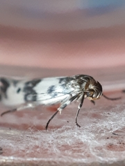 Enolmis acanthella