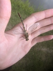 Arigomphus