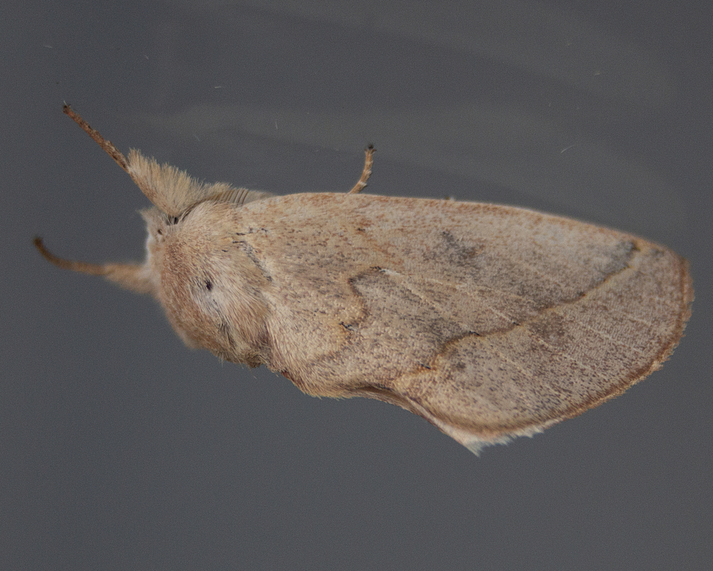 Hemiceras albulana