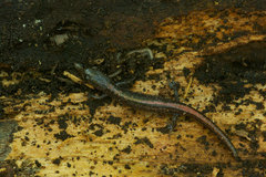 Plethodon angusticlavius
