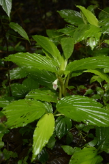 Boesenbergia tiliifolia
