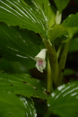 Boesenbergia tiliifolia