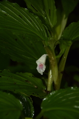 Boesenbergia tiliifolia