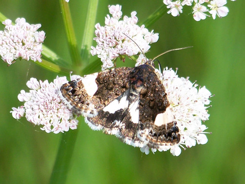 Four-spotted Moth