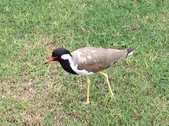 Vanellus indicus