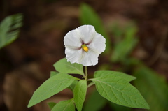Lycianthes rzedowskii