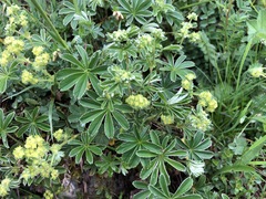 Alchemilla conjuncta