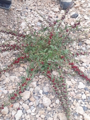 Blitum virgatum