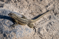 Galapagos Lava Lizard photo 4