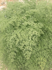 Ferulago trachycarpa