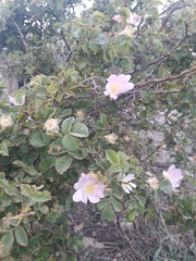 Rosa pulverulenta