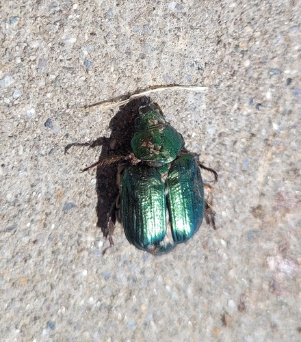 Mimela aurata