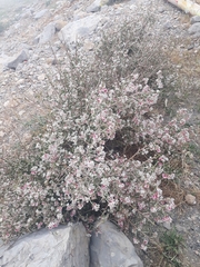 Atraphaxis billardierei