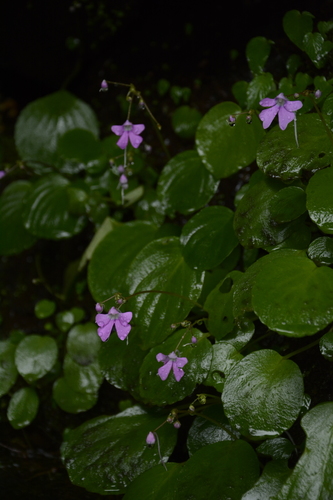 Image of Impatiens acaulis by (c) Siddarth Machado, some rights reserved (CC BY)