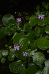 Impatiens acaulis