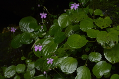 Impatiens acaulis