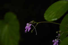Impatiens acaulis