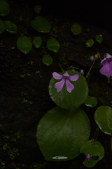 Impatiens acaulis