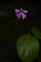 Impatiens acaulis