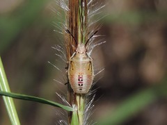 Oebalus